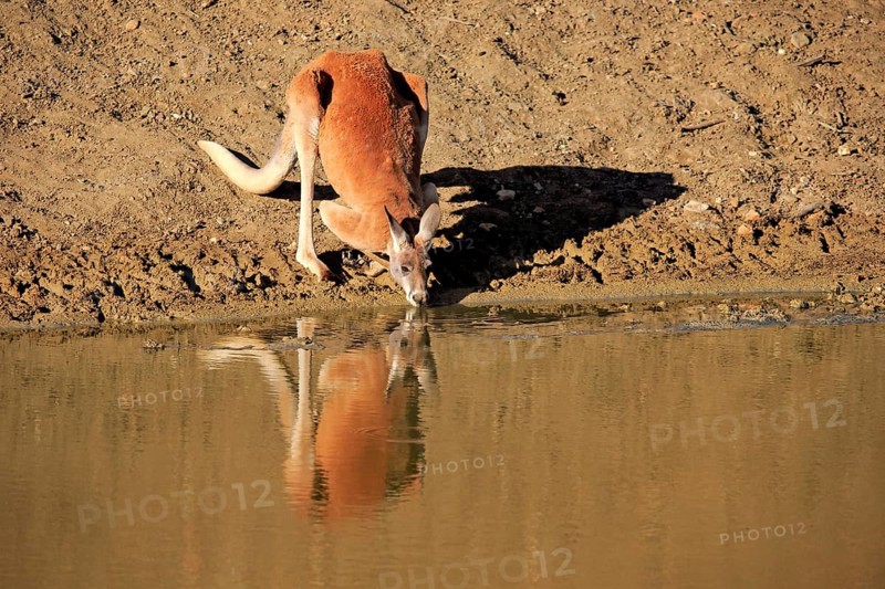 Red kangaroo