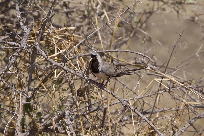 Namaqua dove