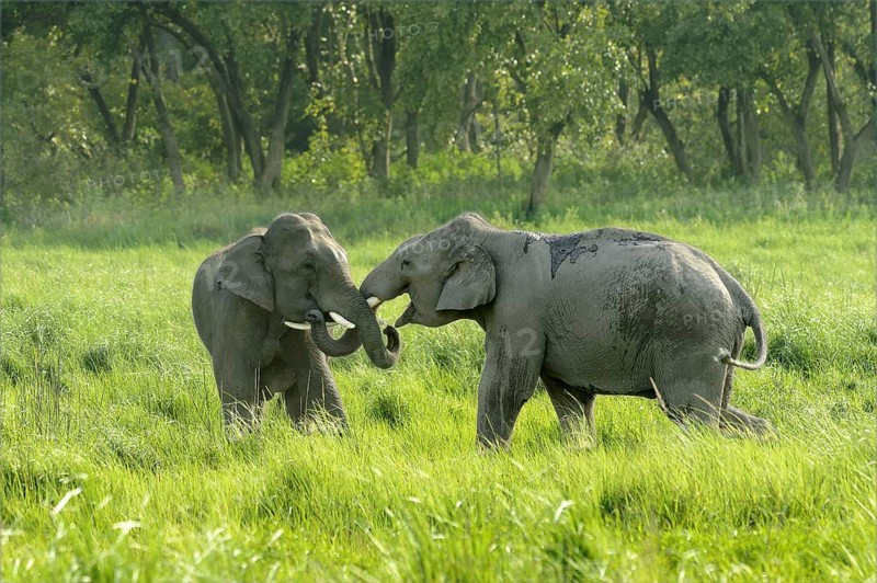 Indian elephant