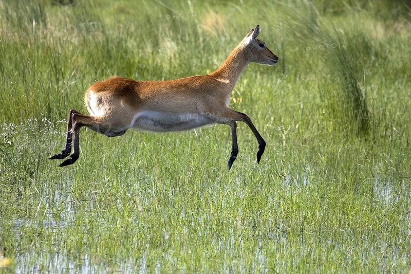 Red lechwe waterbuck