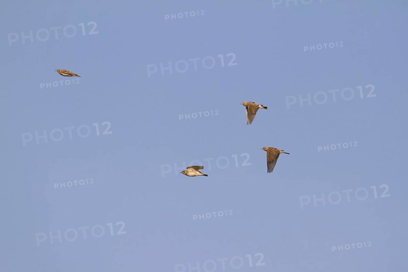 Greater short-toed lark