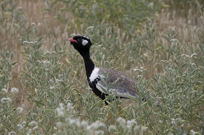 Cackling Bustard