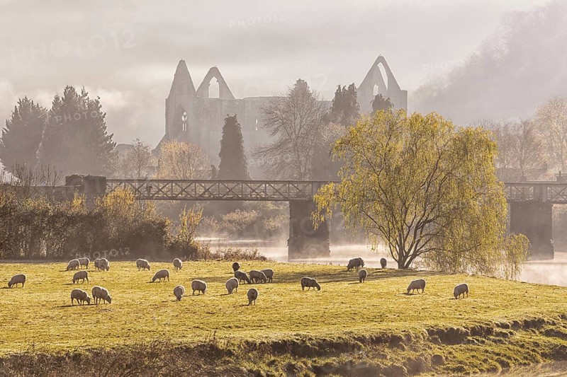 View of flock of sheep grazing in pasture and ruins of Cistercian Abbey at sunrise