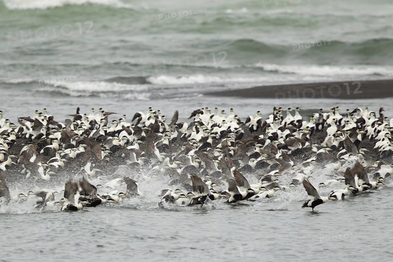 Common eider