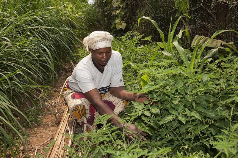 Weeding vegetable garden