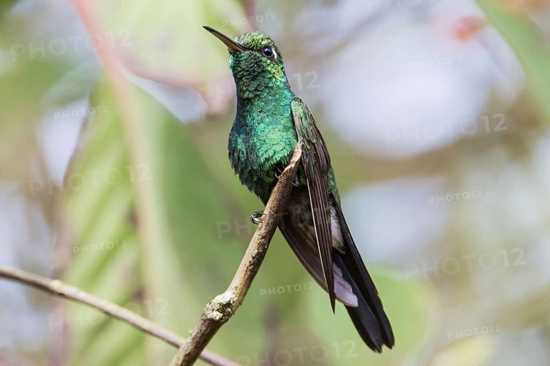 Cuban Emerald