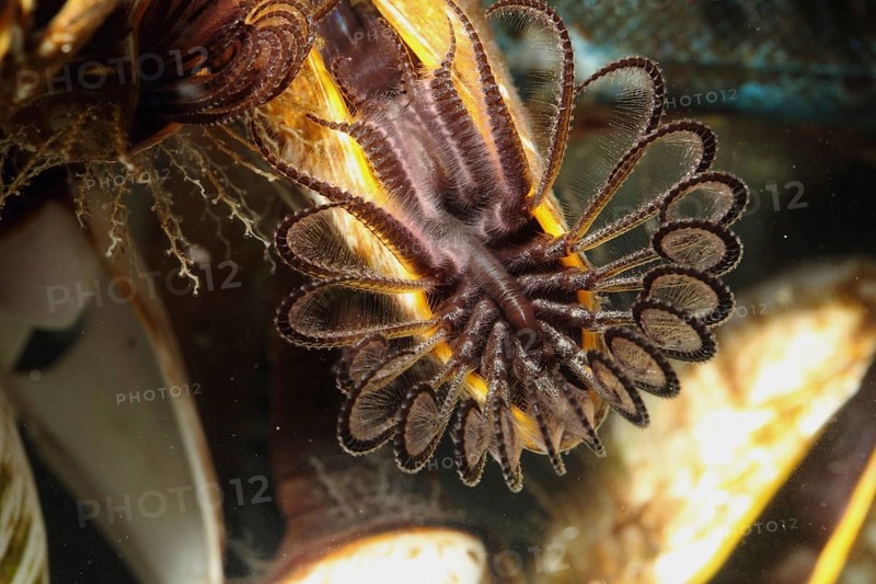 Barnacle
