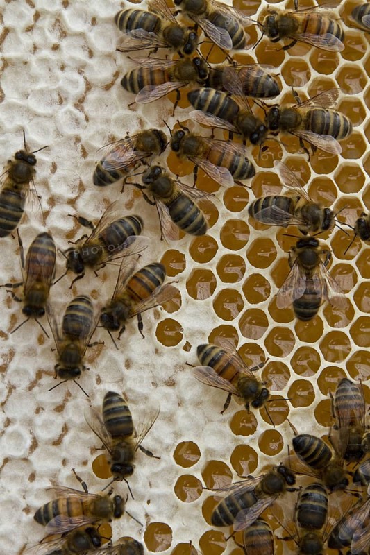 Western honey bee