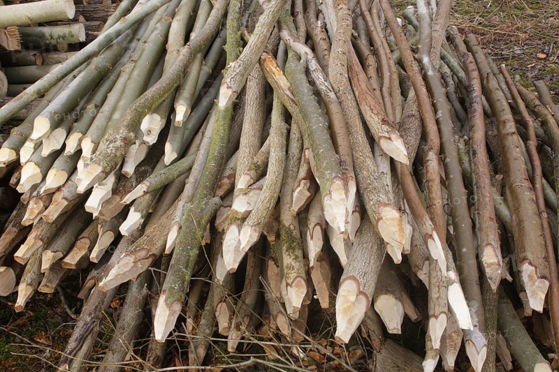 Cut stems made into stakes