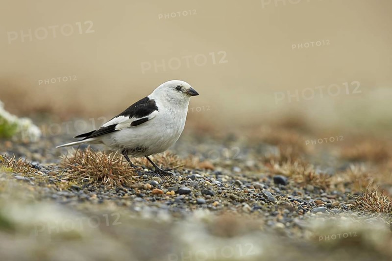 Snow bunting