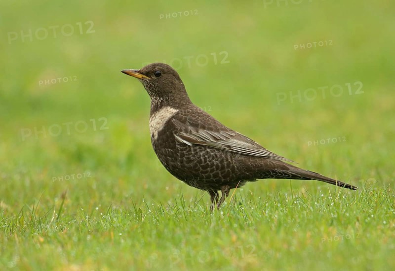 Ring ouzel