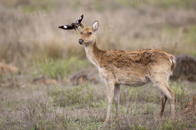 Swamp Deer