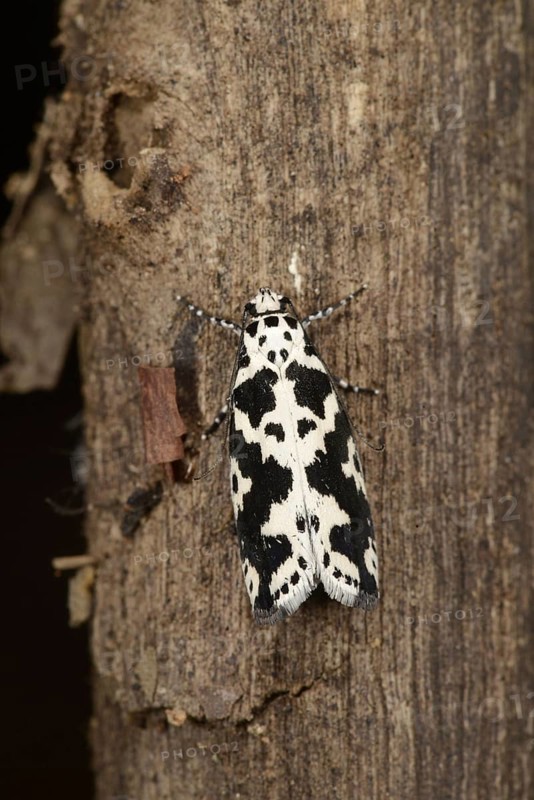 Lesser-V Ermine