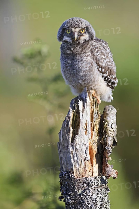 Northern Hawk Owl