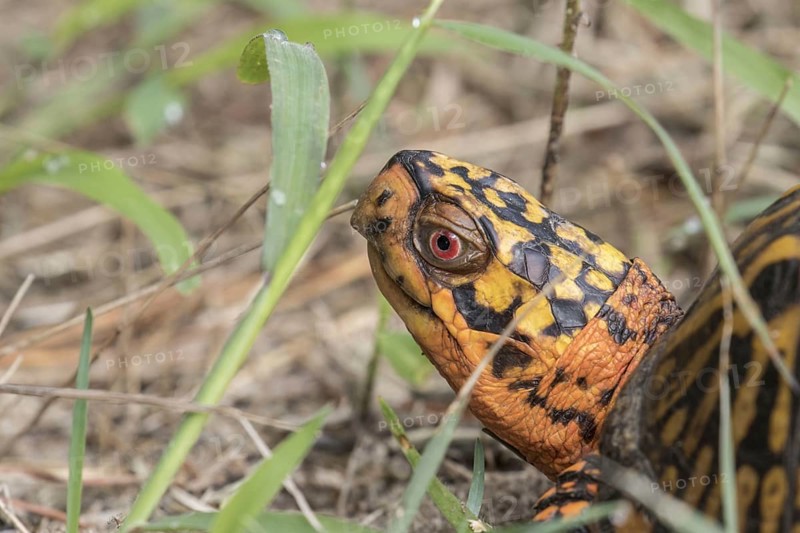 Eastern Box Turtle