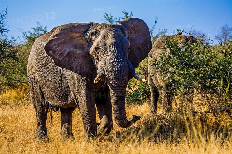 Elephantn african elephant