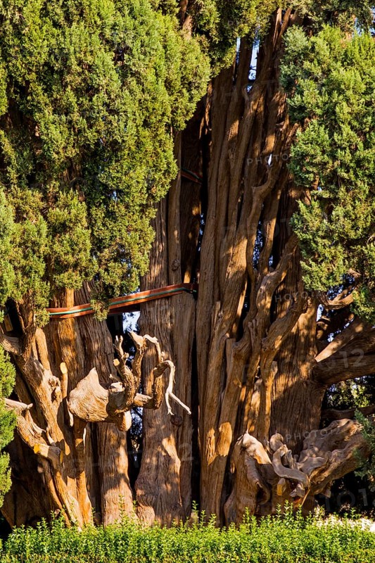 Oldest cypress