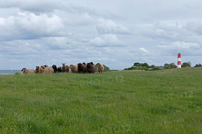 Norwegian sheep on the dike