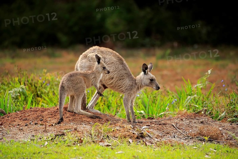 Eastern grey kangaroo