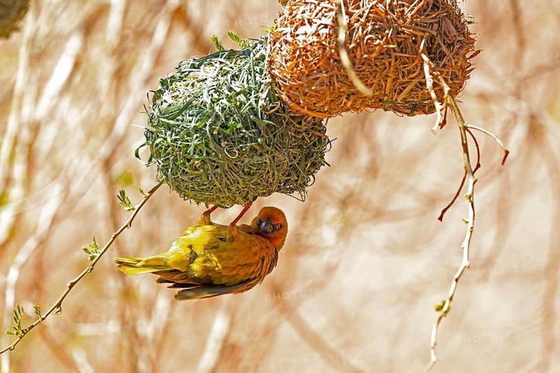 Cape Weaver