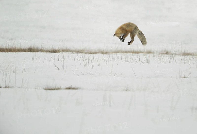 American Red Fox