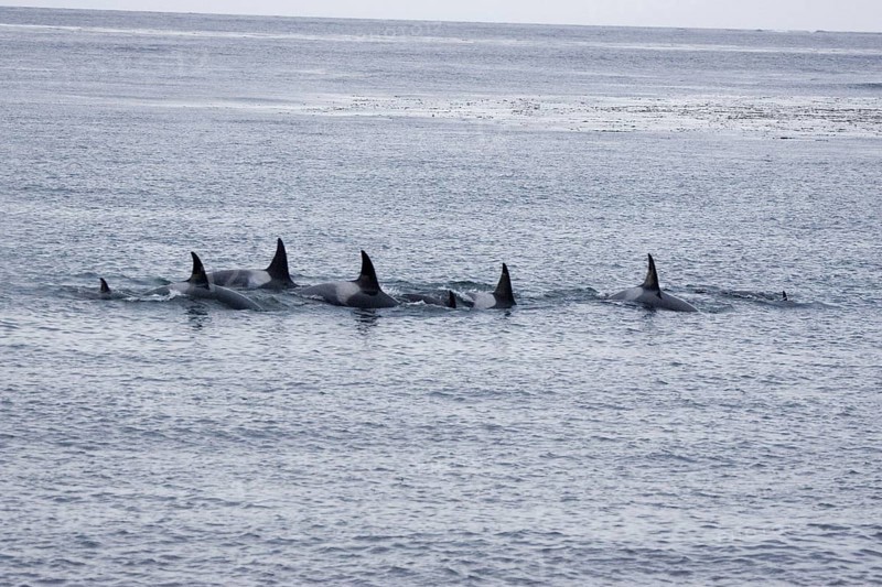 Killer whale