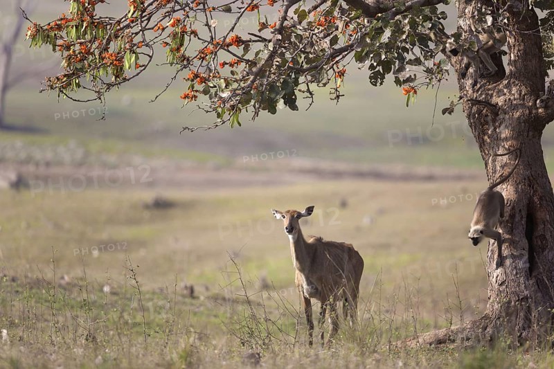 Nilgai