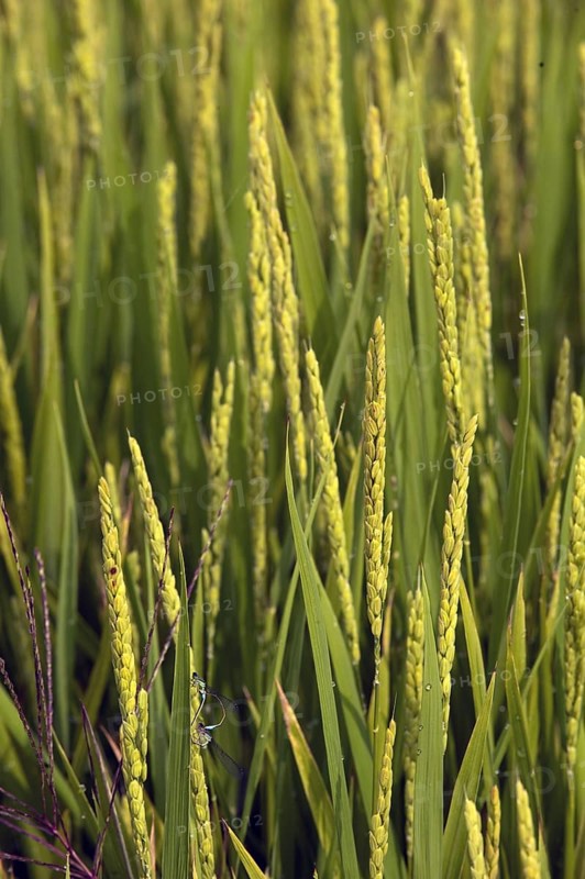 Asian rice