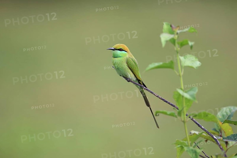 Little Green Bee-eater