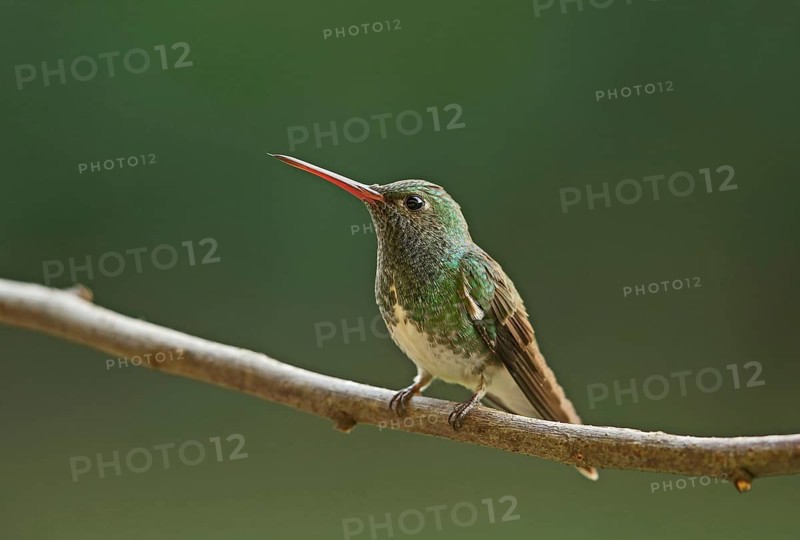 Glistening emerald