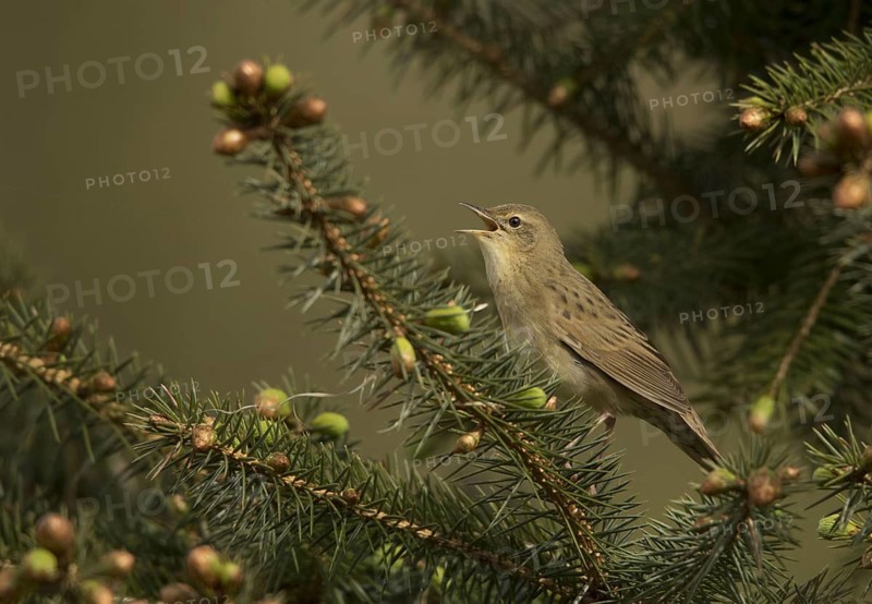 Grasshopper Warbler
