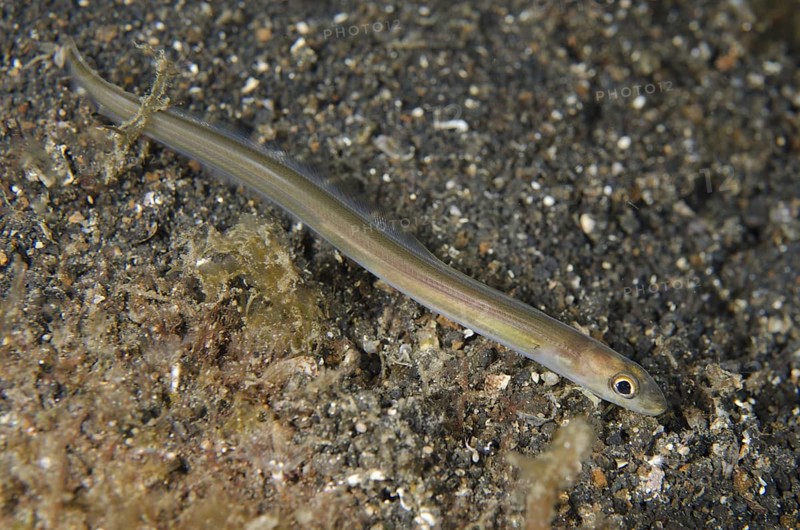 Bigeye Conger