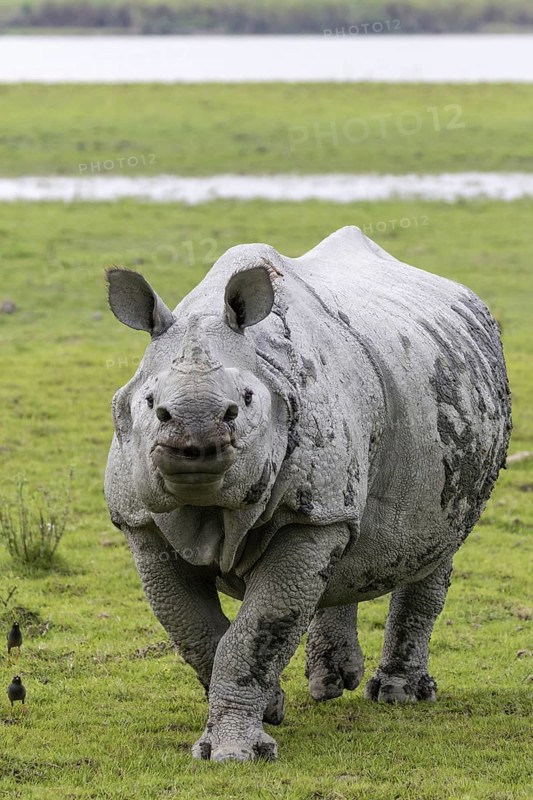 Indian rhinoceros