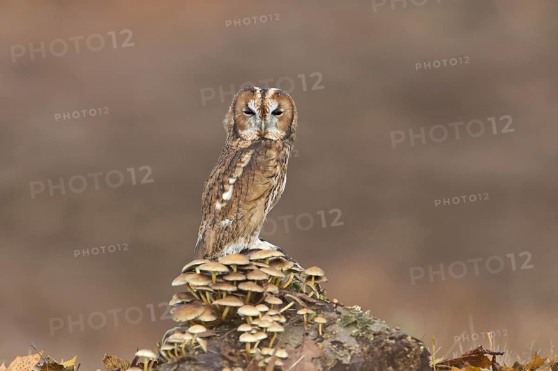 Tawny Owl