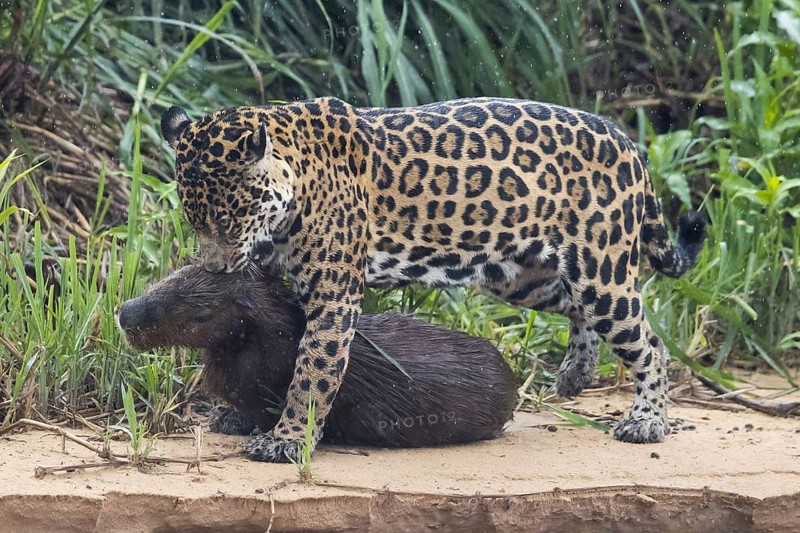 Adult south american jaguar