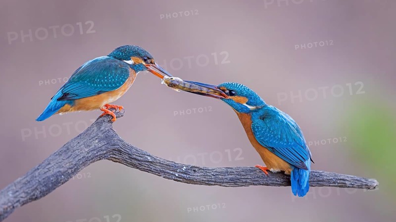 Common kingfisher