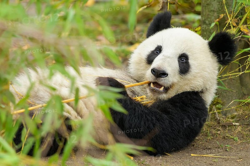 Giant Panda