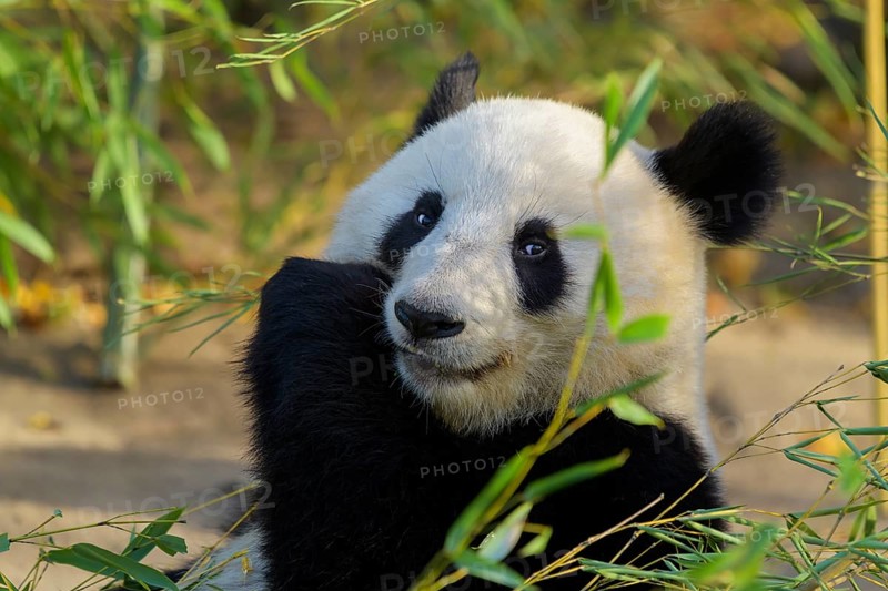 Giant Panda