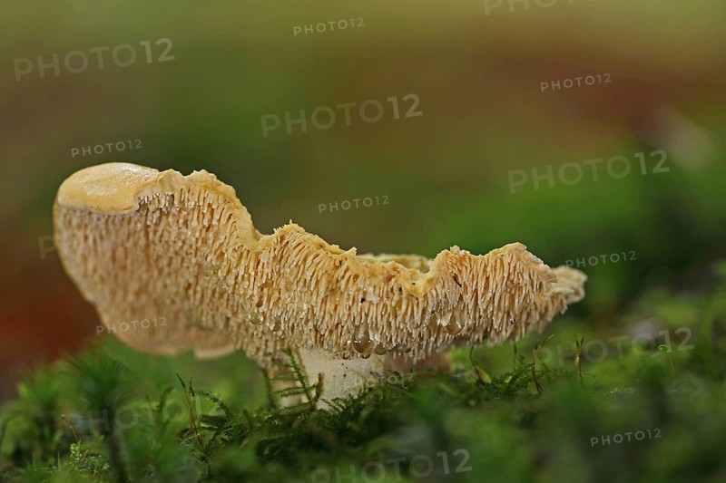 Semmel stubble fungus