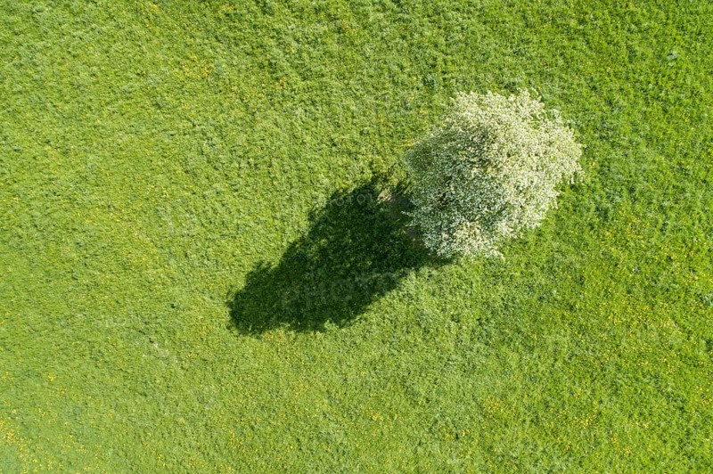 Aerial view of a solitary pear tree in white blossom and its shadows cast on a green meadow