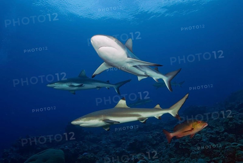 Grey reef shark