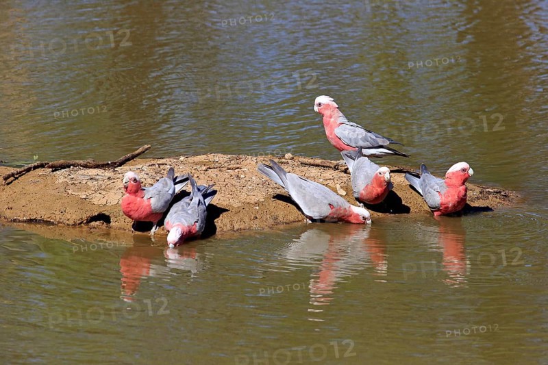 Pink Cockatoo
