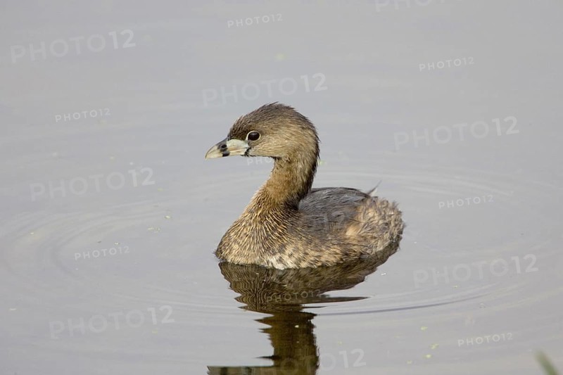 Pied-billed grebe