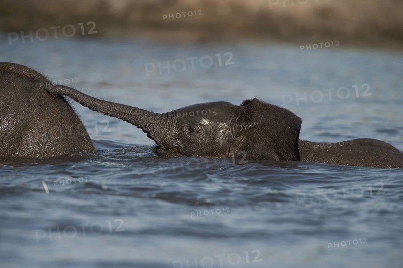 African Bush Elephant