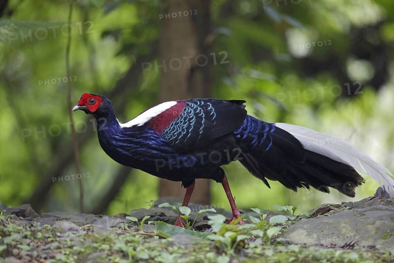 Swinhoe's swinhoe's pheasant