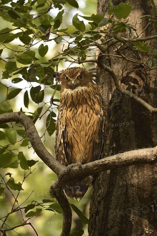 Wavy-breasted Fish-owl