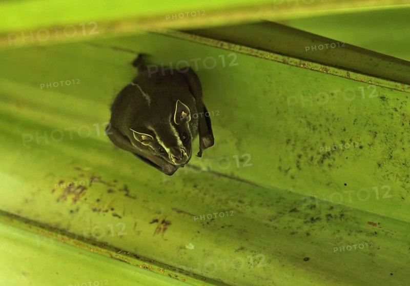 Tent-building bat