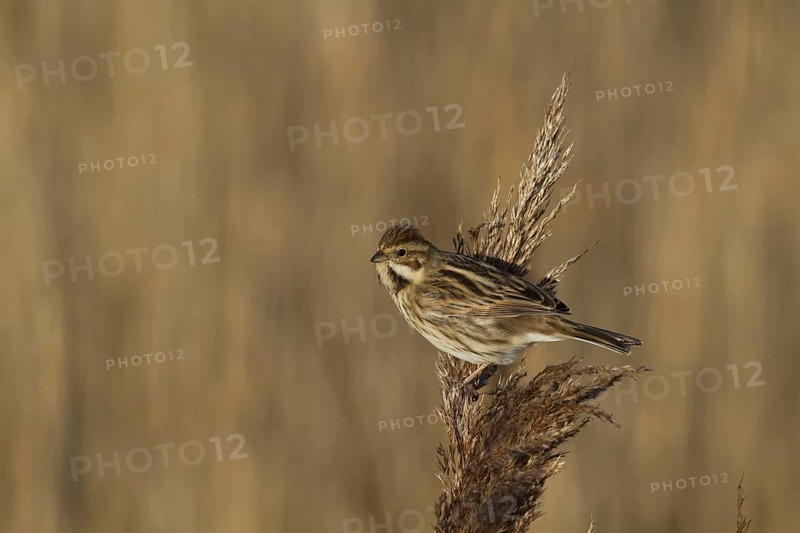 Common Reed Bunting