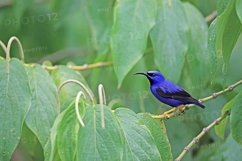 Purple honeycreeper