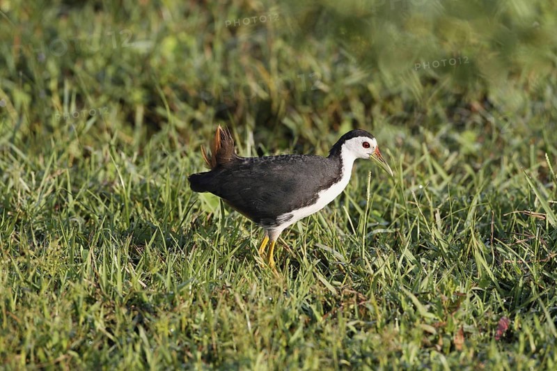 White-breasted Waterhen